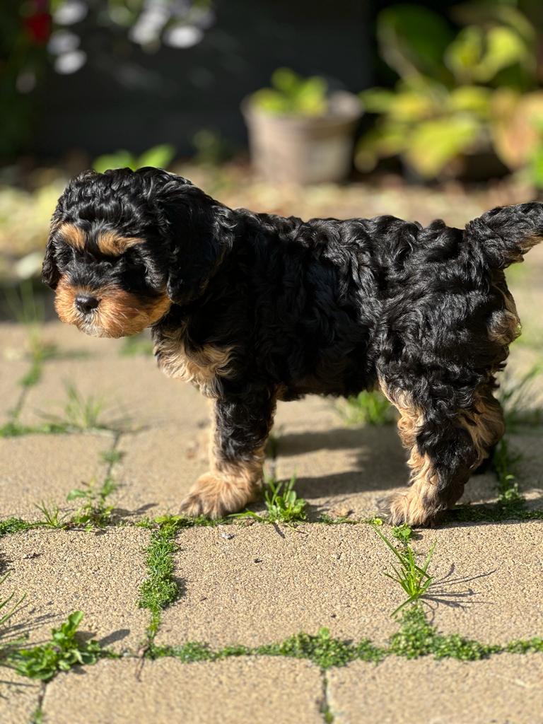 black and tan puppy in a garden