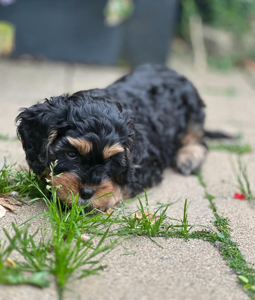 Black and tan puppy laying on stone