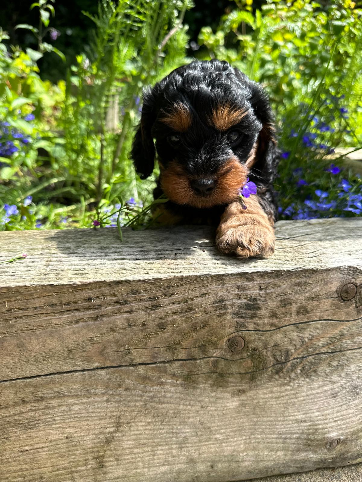 Black and tan puppy in a flower bed