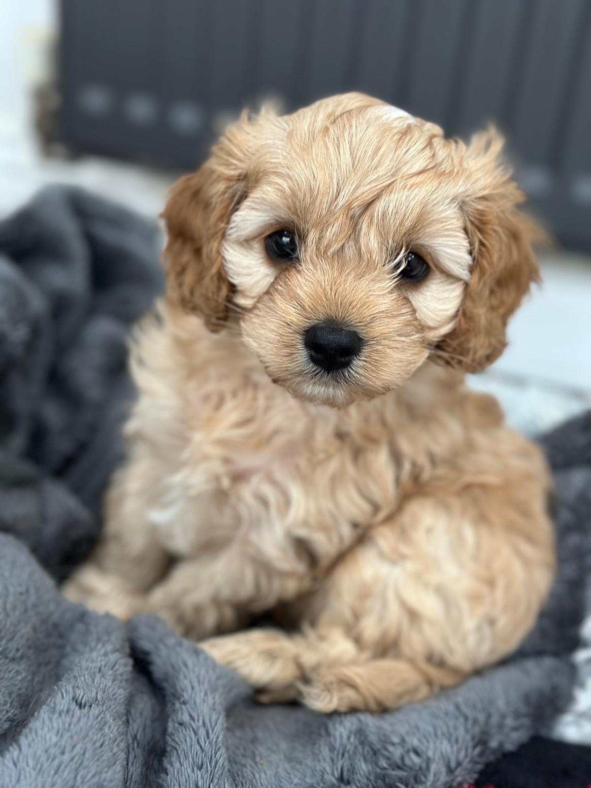 brown puppy on a grey blanket
