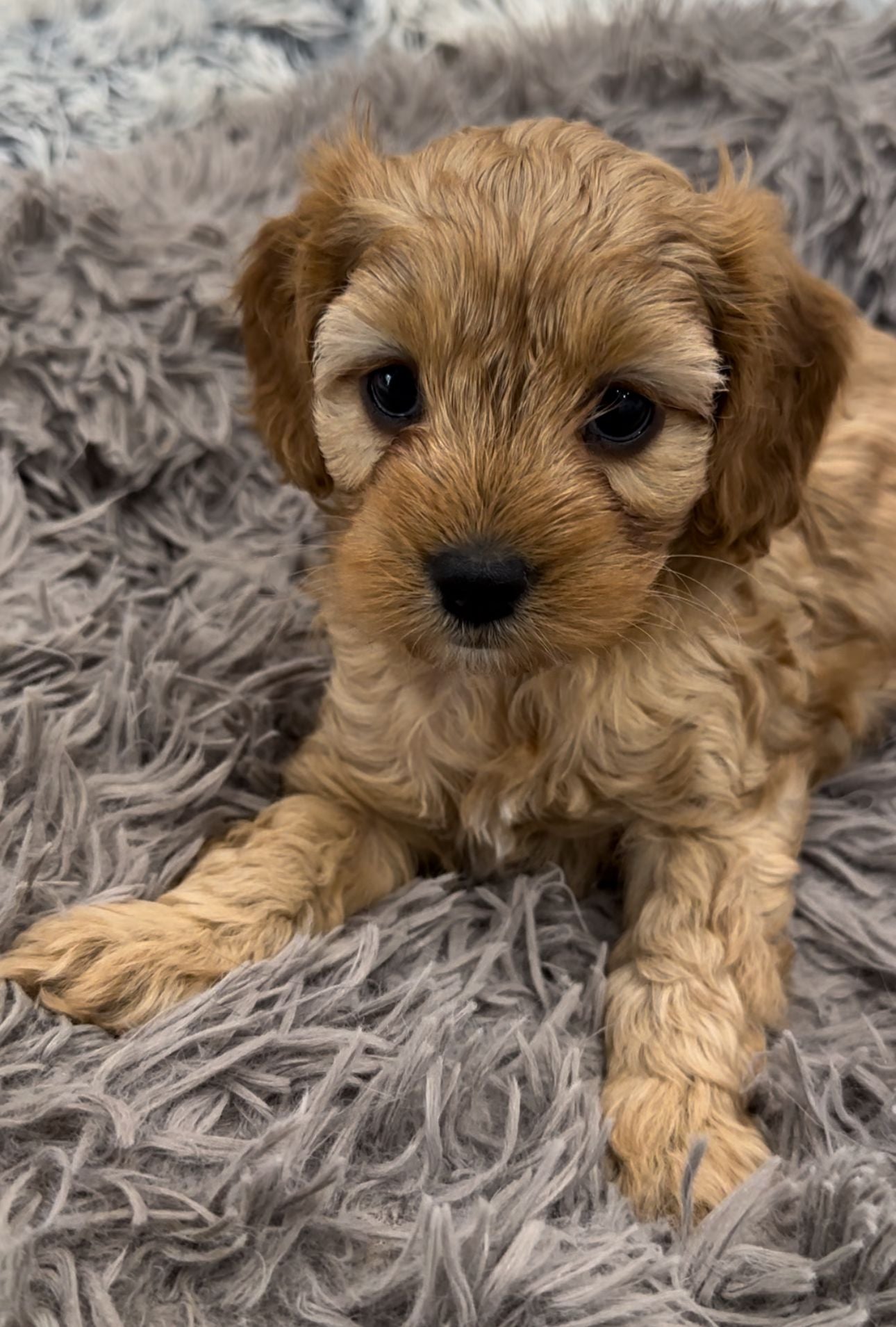 brown puppy on a grey dog bed