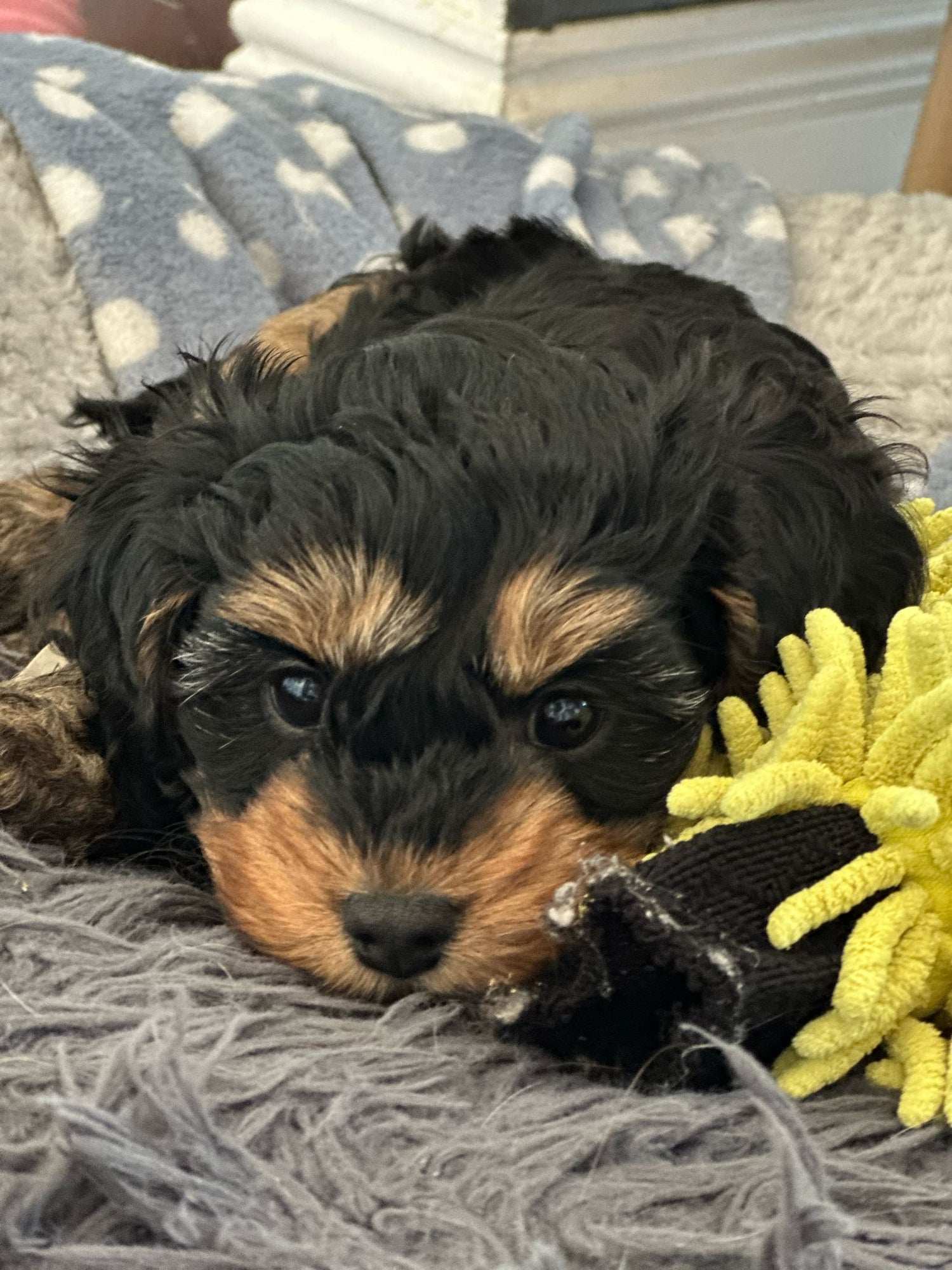 Puppy lying on a blanket with a yellow toy