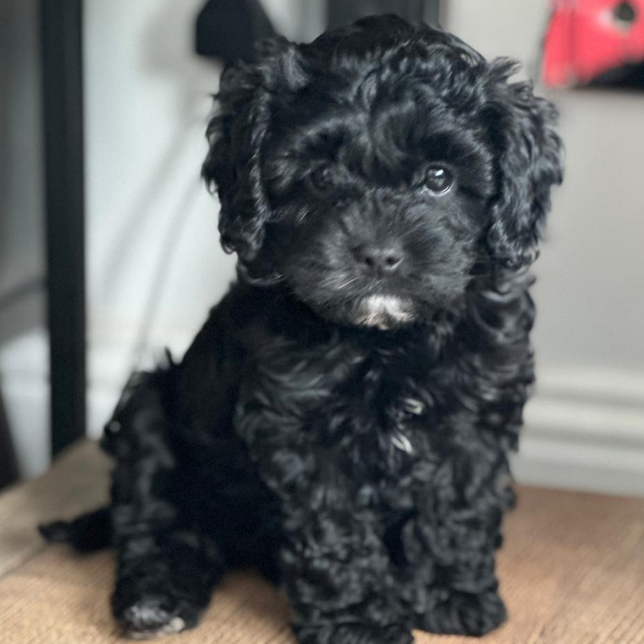 Black curly-haired puppy sitting on a wooden floor.