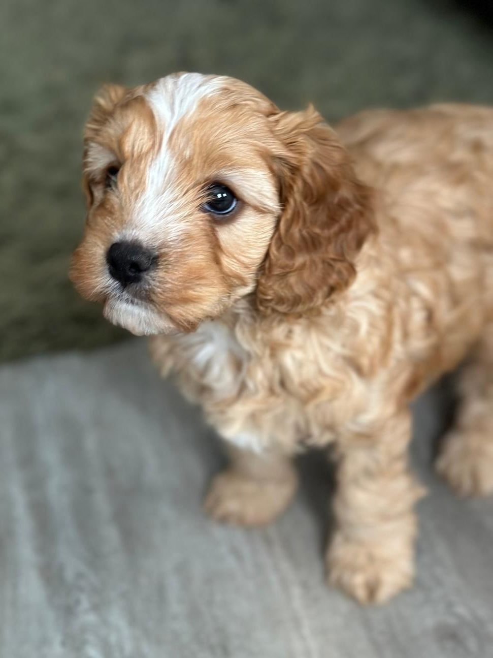 Small brown puppy standing on a gray surface with a blurred green background