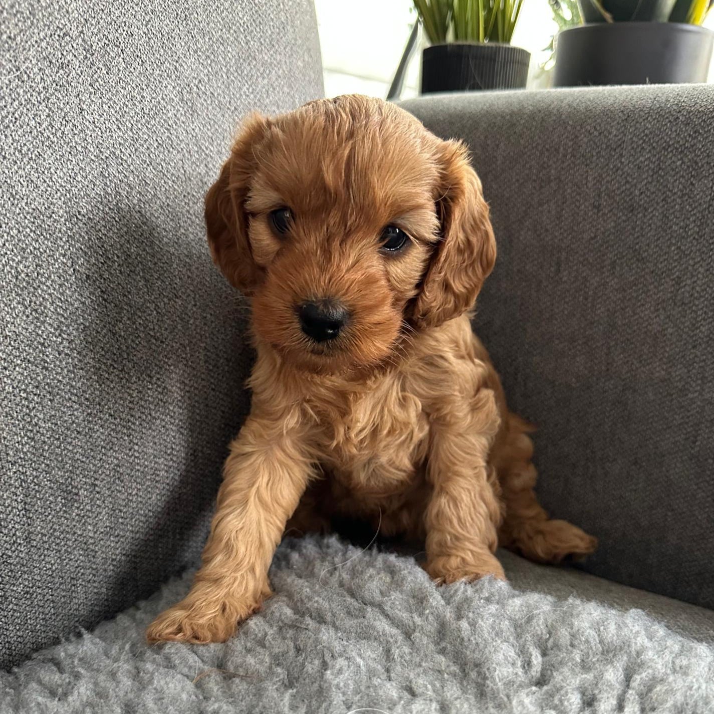 Small brown puppy sitting on a gray couch with plants in the background
