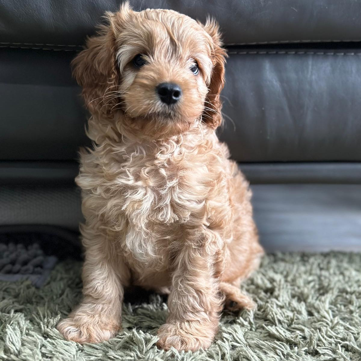 Puppy sitting on a green carpet with a dark leather couch in the background
