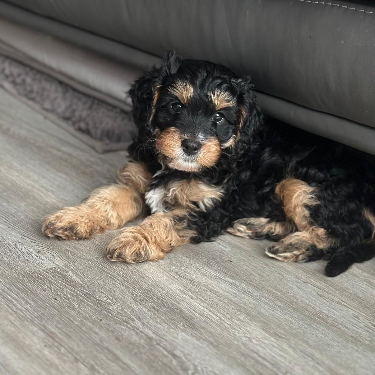 Puppy lying on a wooden floor next to a blue toy