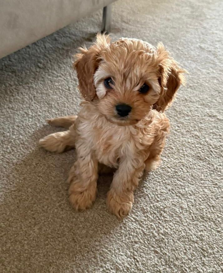 Small brown puppy sitting on a carpeted floor