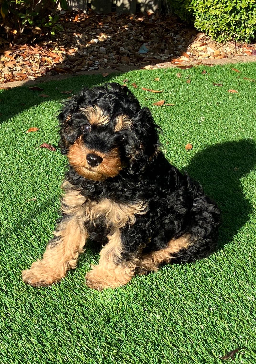 Puppy sitting on a grassy area with leaves scattered around